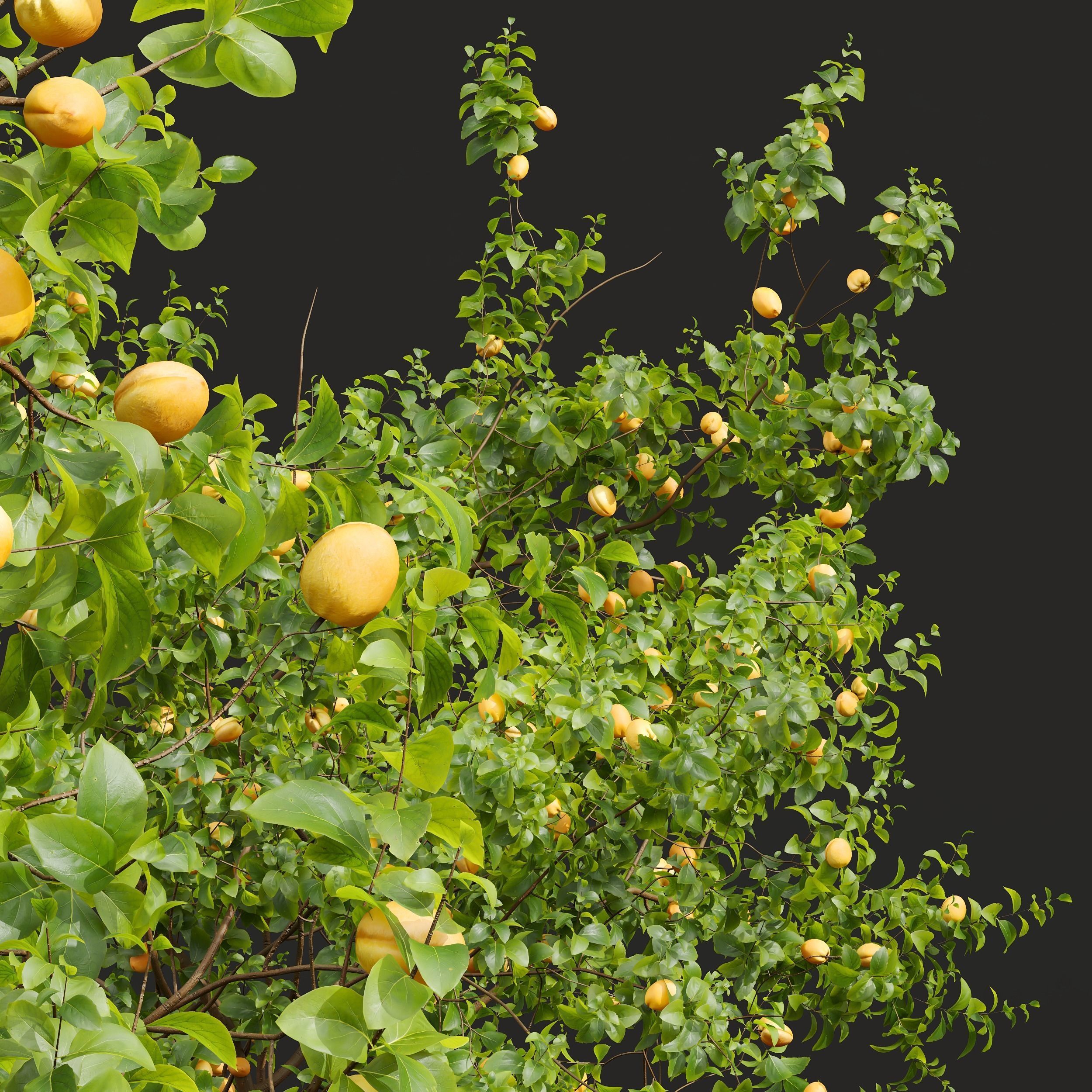 New Plant High detail Armeniaca Vulgaris Prunus 3D model_2