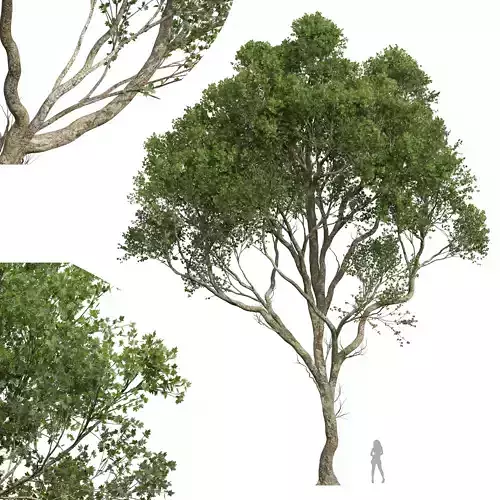 New Plant High detail Acer Pseudoplatanus03 3D model