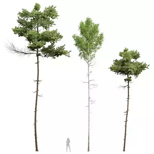 Pinus Echinata and Populus Tremuloides 3D model