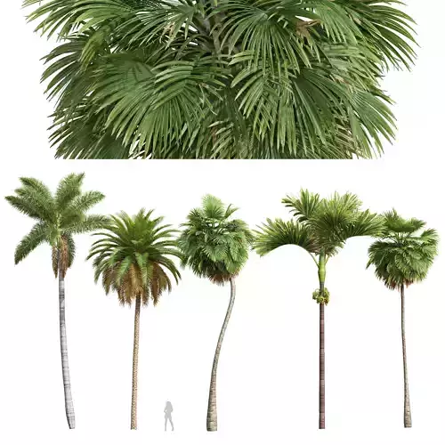 Borassus Flabellifer Catechu Roystonea Regia Phoenix Canariensis