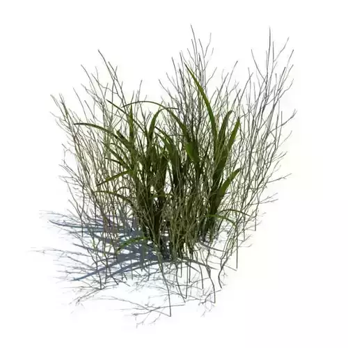 Green Simple Grass