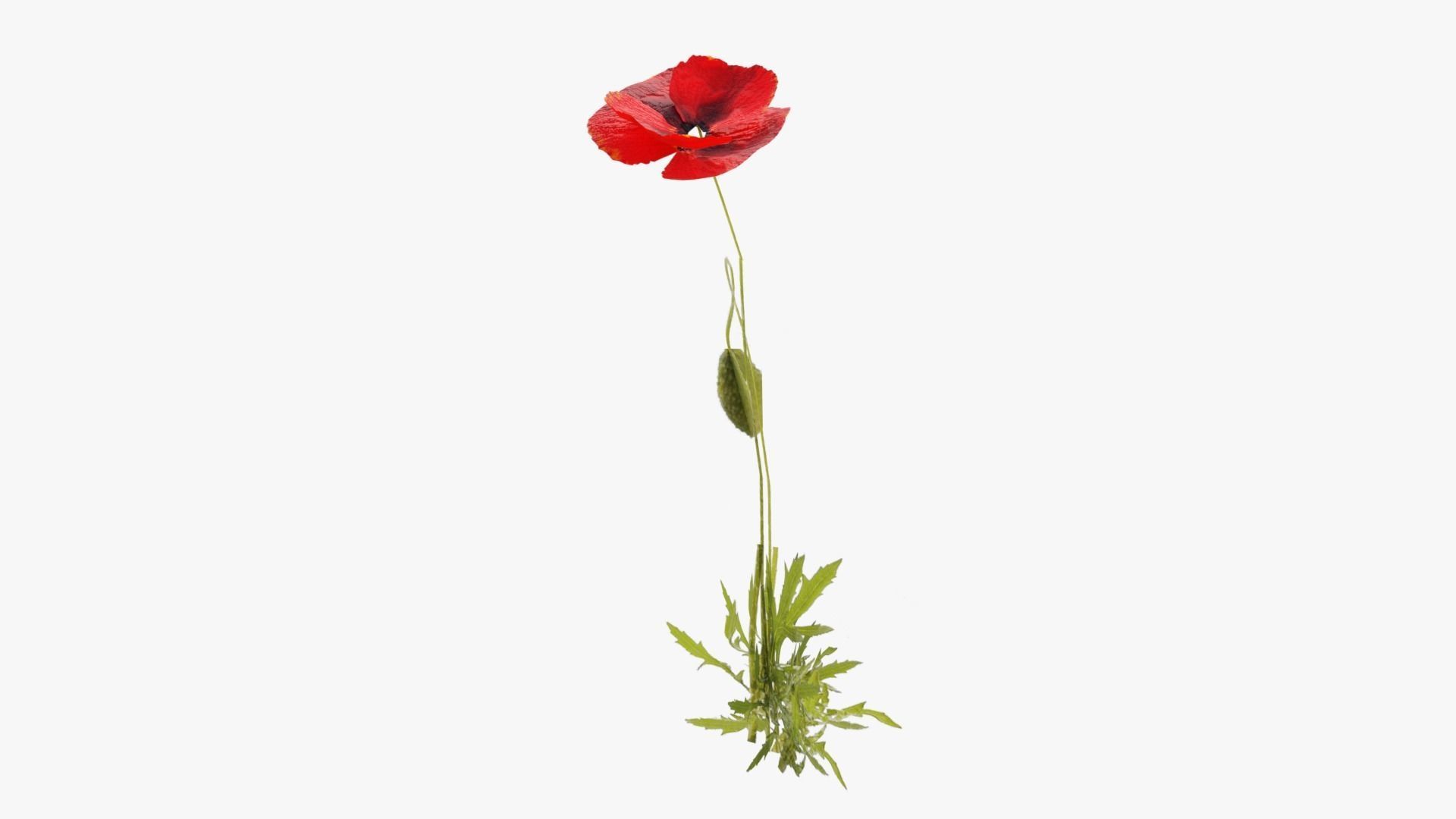 Poppy Field Low-poly 3D model_9