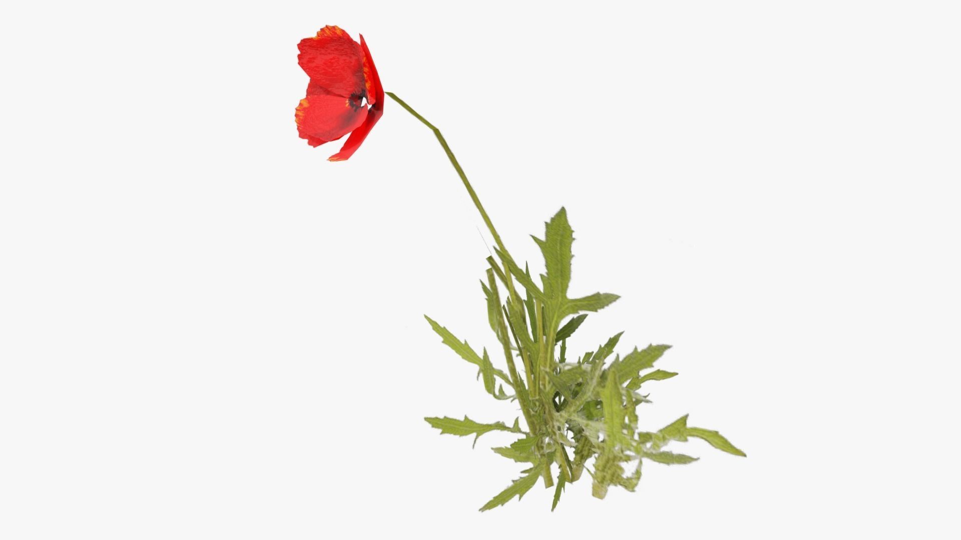 Poppy Field Low-poly 3D model_12