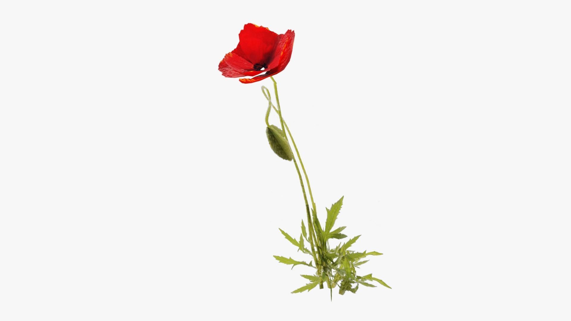 Poppy Field Low-poly 3D model_11