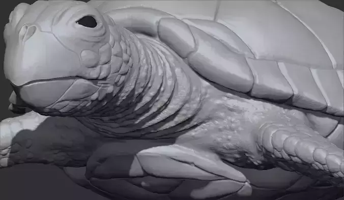 Green Sea Turtle 3DPrintable 3D print model