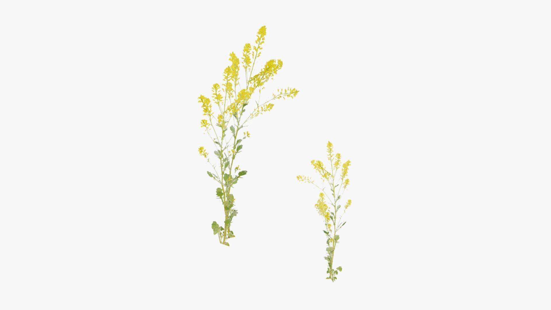 Grasses and Flower Field Package 3D Model Collection_36