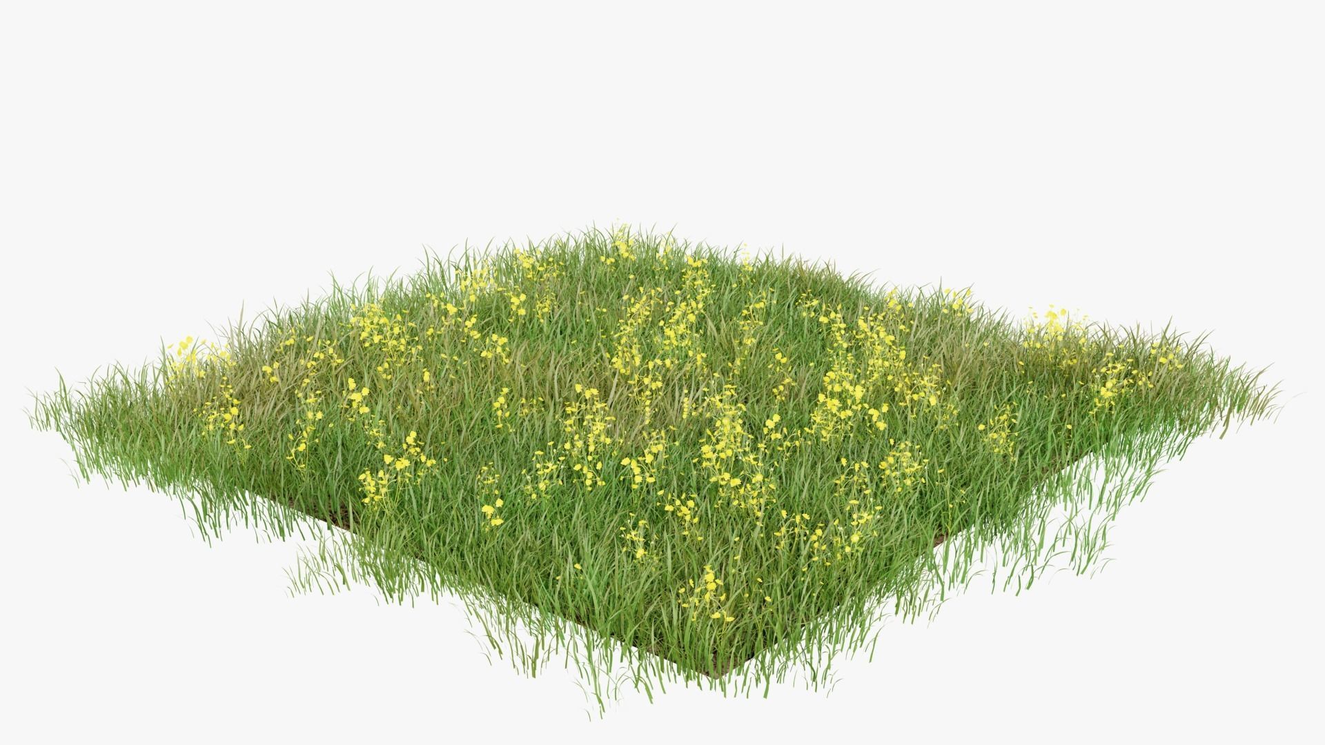 Grasses and Flower Field Package 3D Model Collection_26