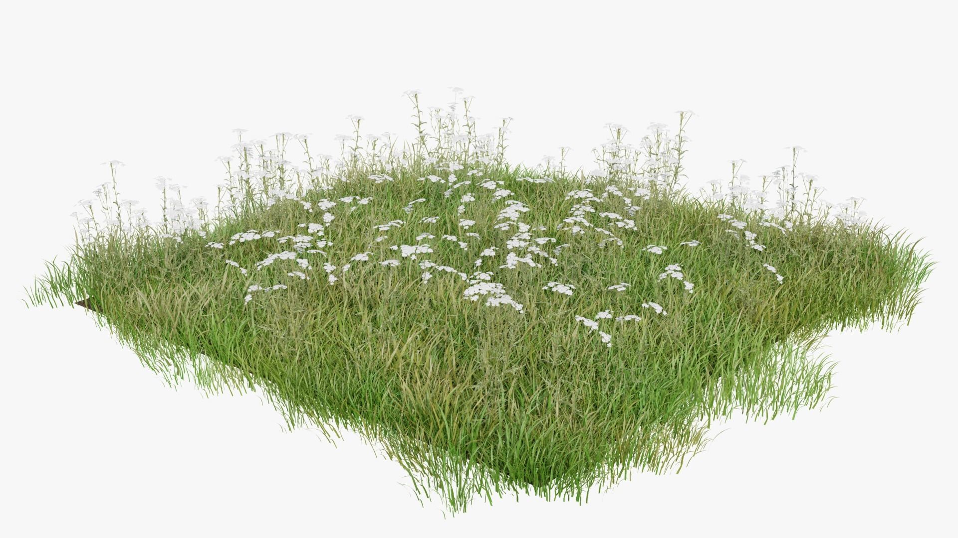 Grasses and Flower Field Package 3D Model Collection_22
