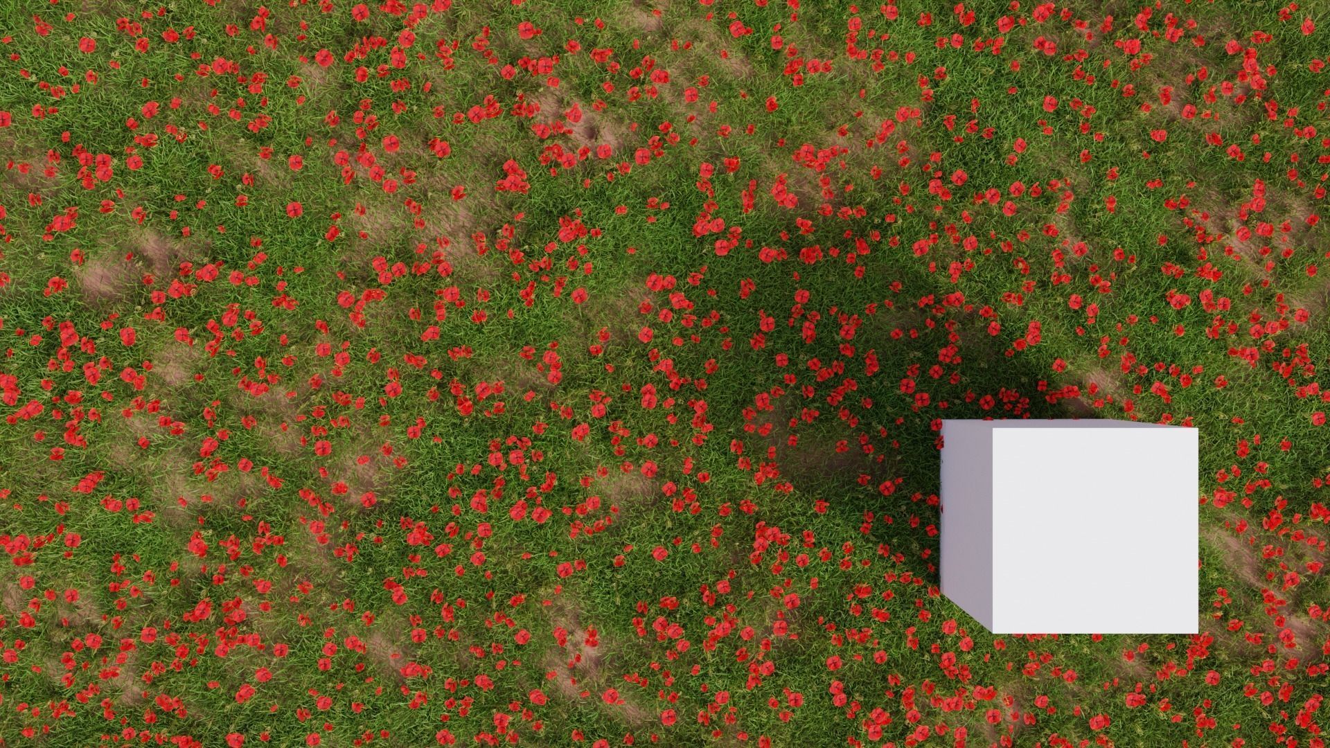 Grasses and Flower Field Package 3D Model Collection_51