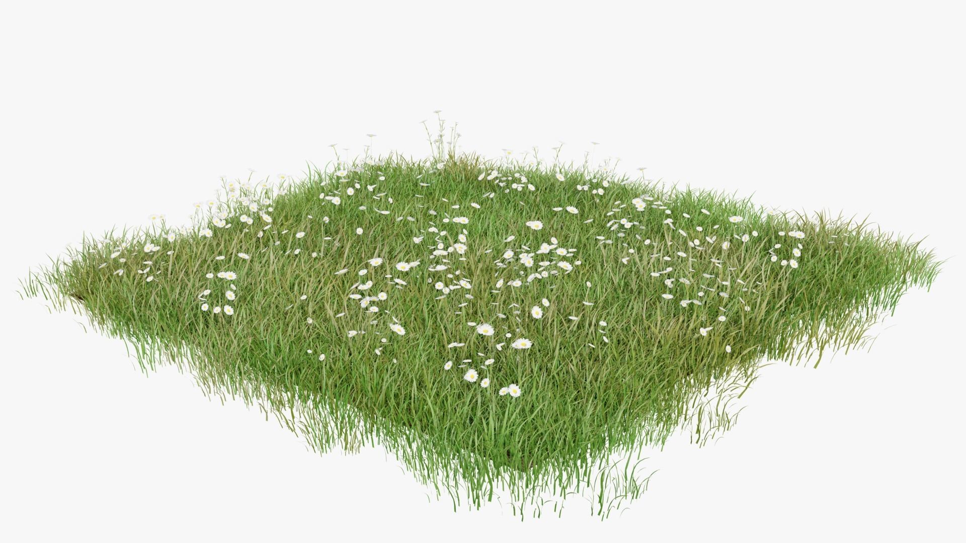 Grasses and Flower Field Package 3D Model Collection_23