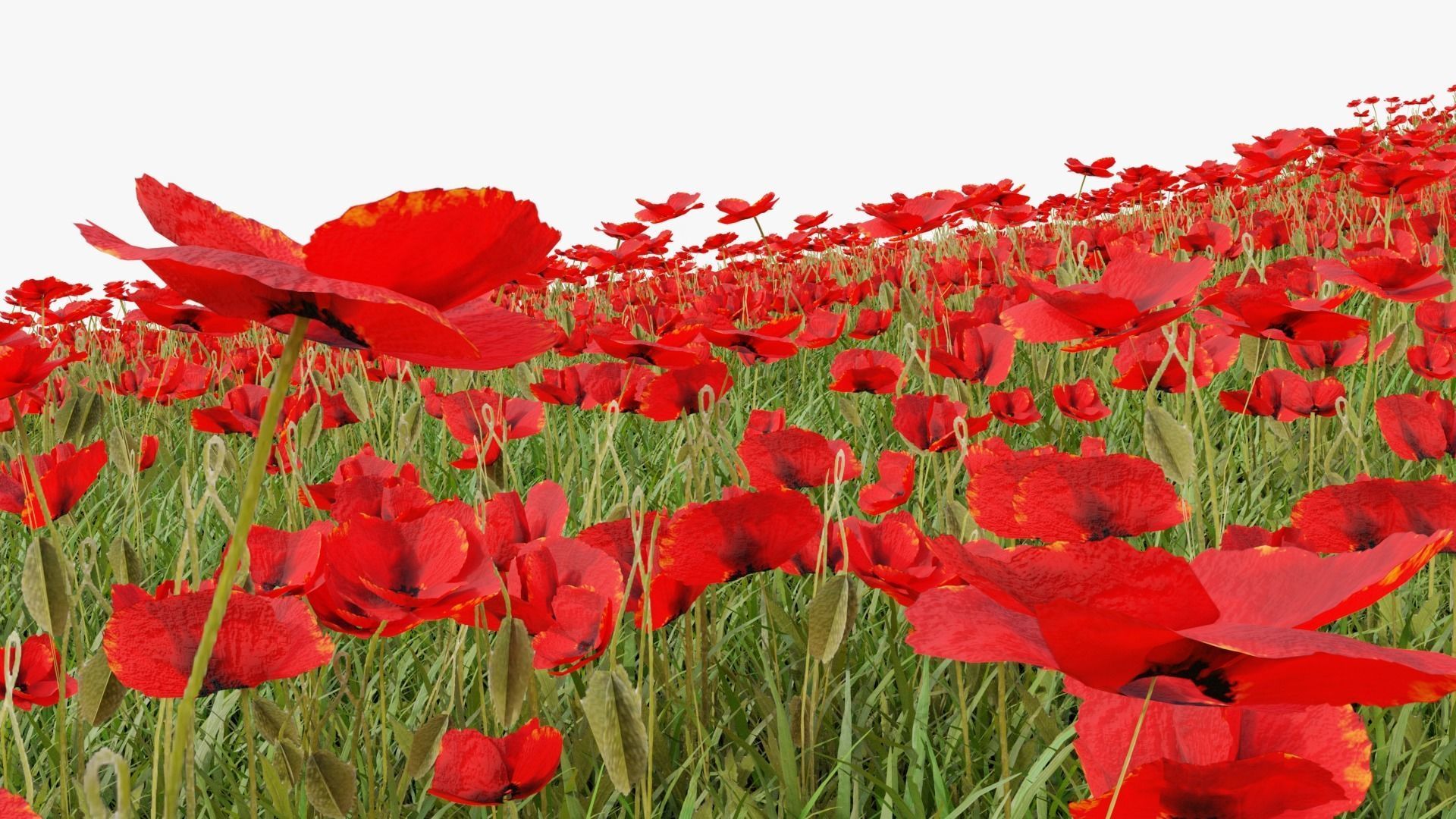 Grasses and Flower Field Package 3D Model Collection_52