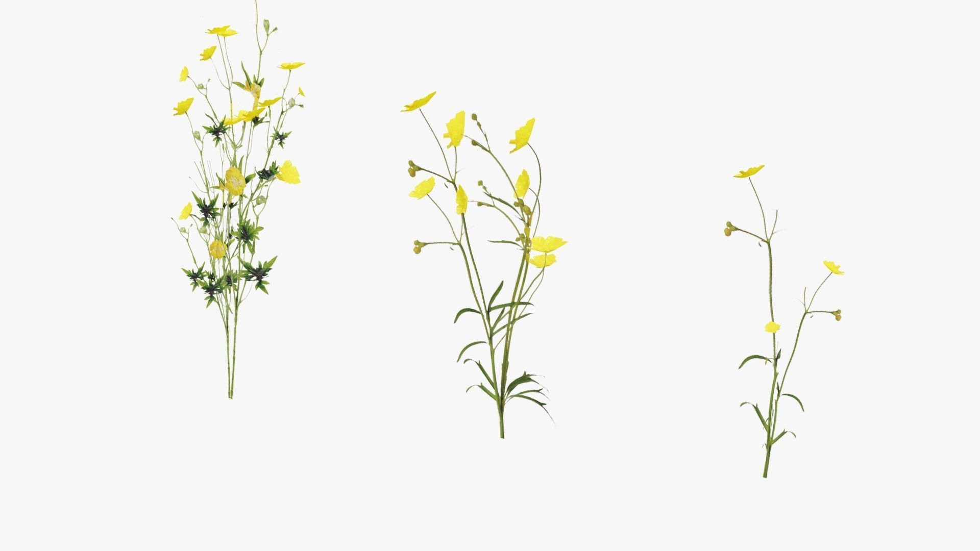 Grasses and Flower Field Package 3D Model Collection_33