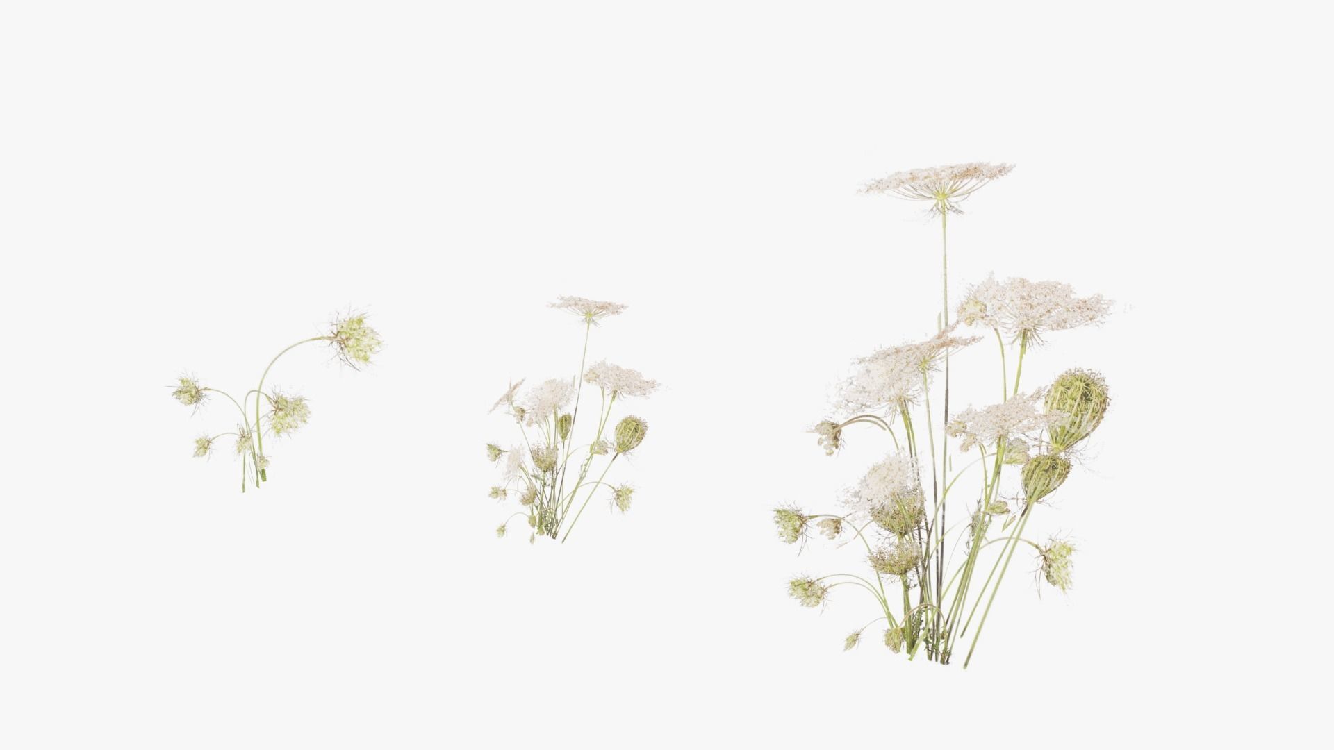 Grasses and Flower Field Package 3D Model Collection_39