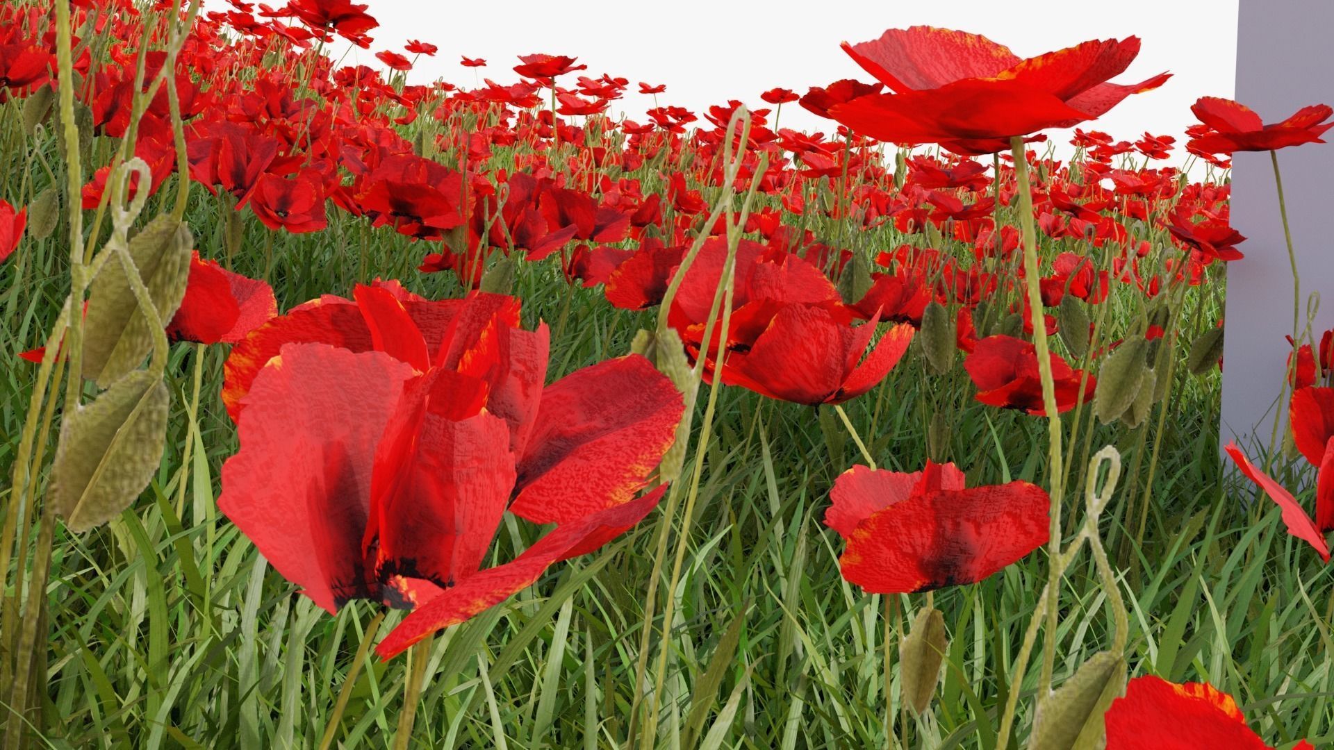 Grasses and Flower Field Package 3D Model Collection_48