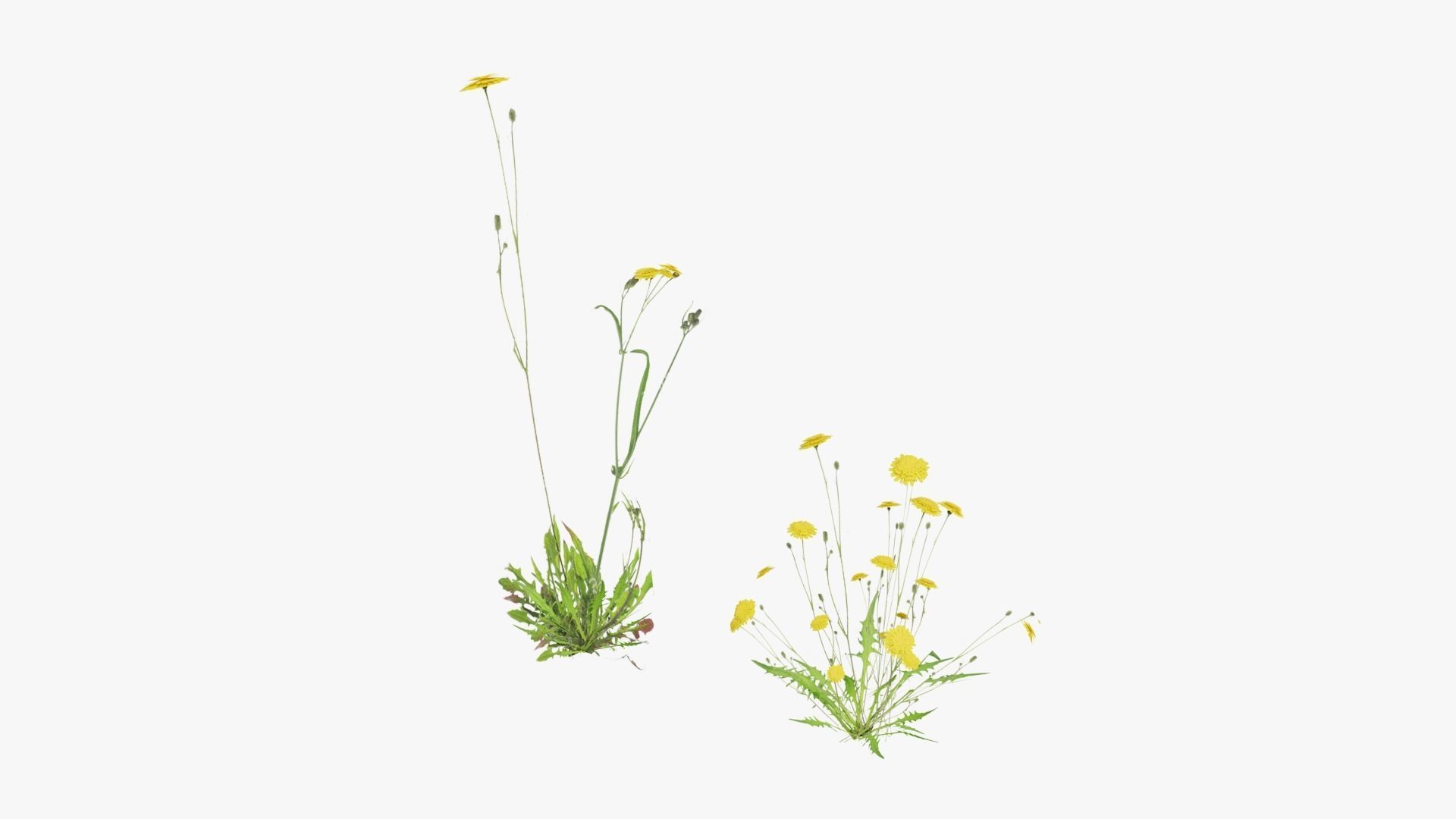 Grasses and Flower Field Package 3D Model Collection_35