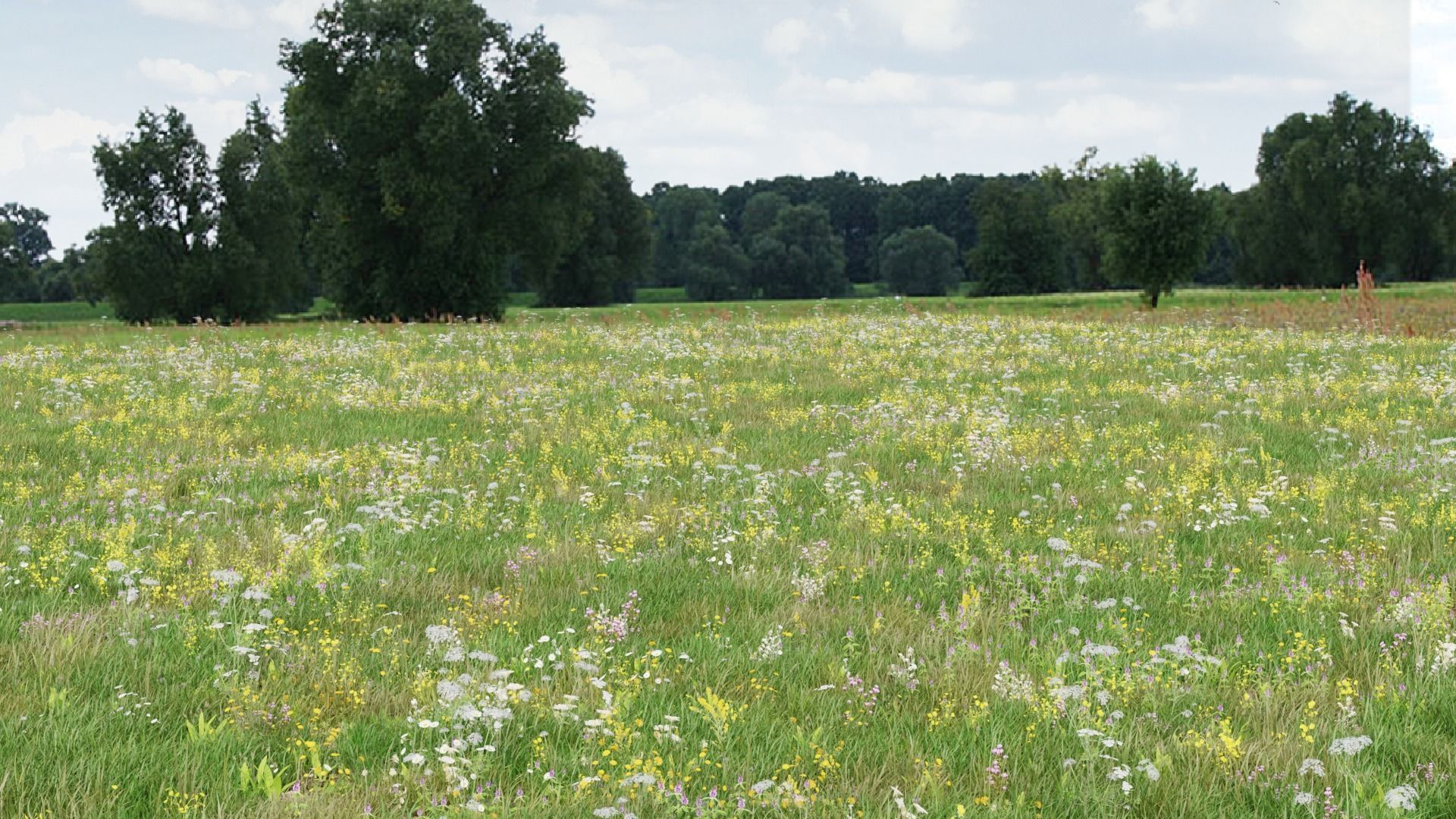 Grasses and Flower Field Package 3D Model Collection_12