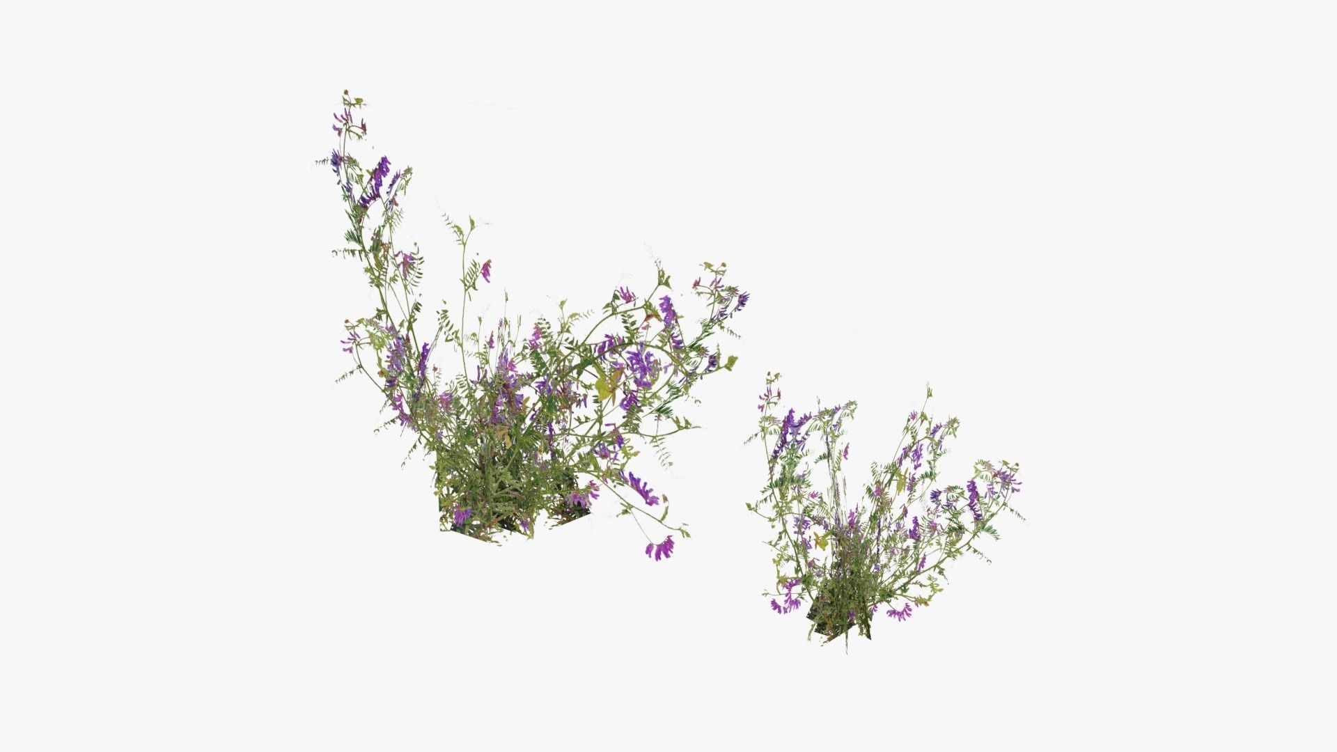 Grasses and Flower Field Package 3D Model Collection_41