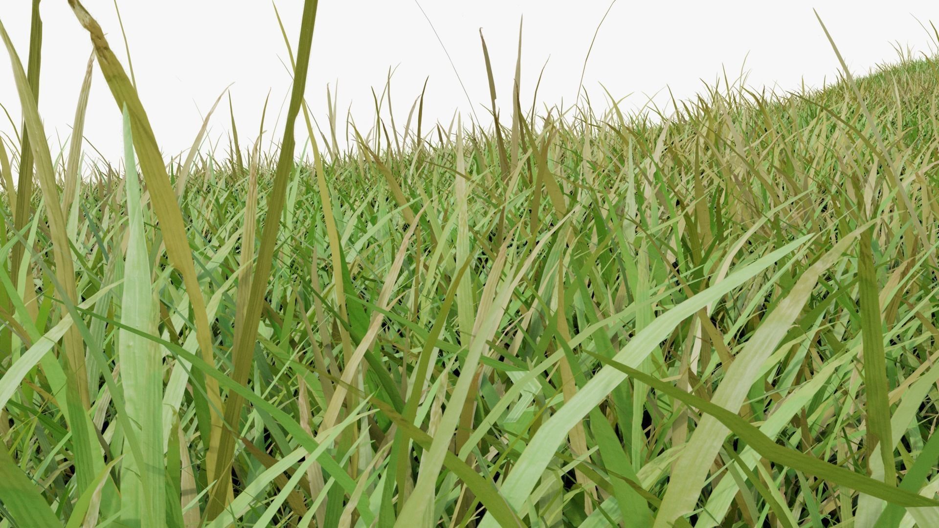 Grasses and Flower Field Package 3D Model Collection_10