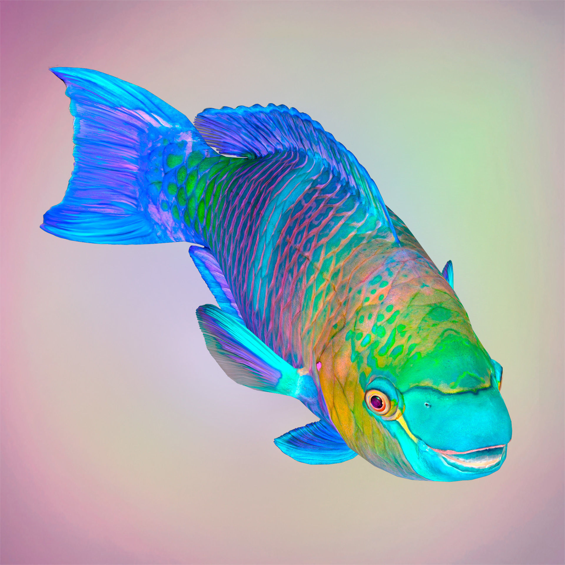 Fish Parrotfish Low-poly 3D model_2