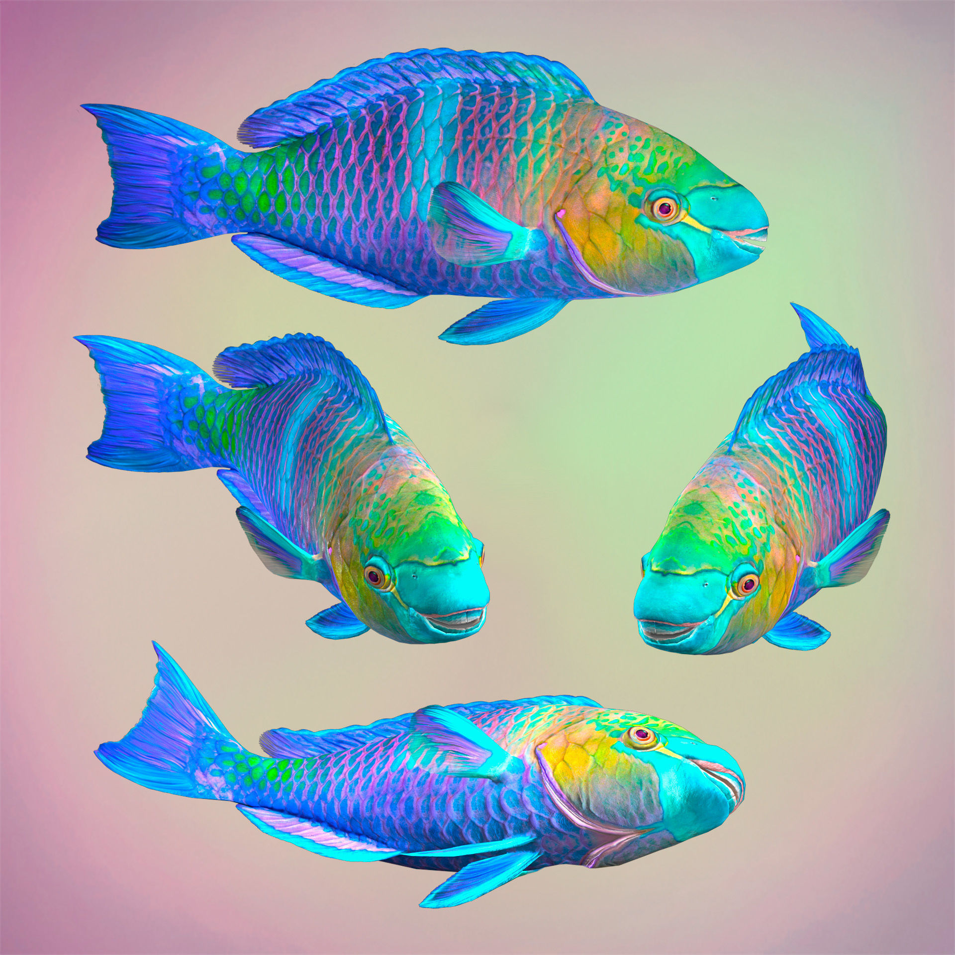 Fish Parrotfish Low-poly 3D model_5
