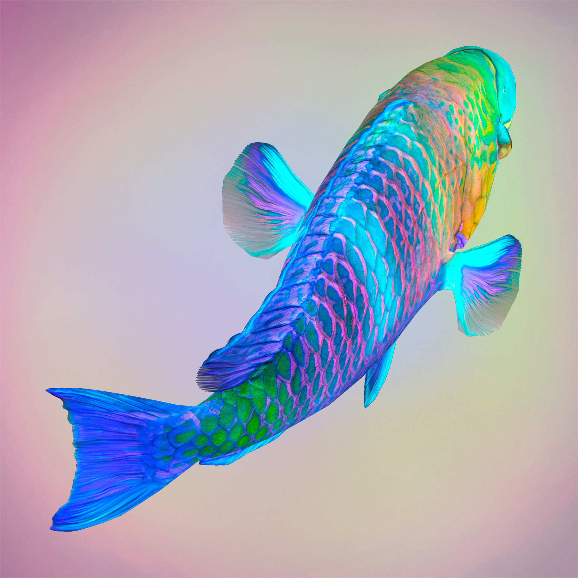 Fish Parrotfish Low-poly 3D model_4
