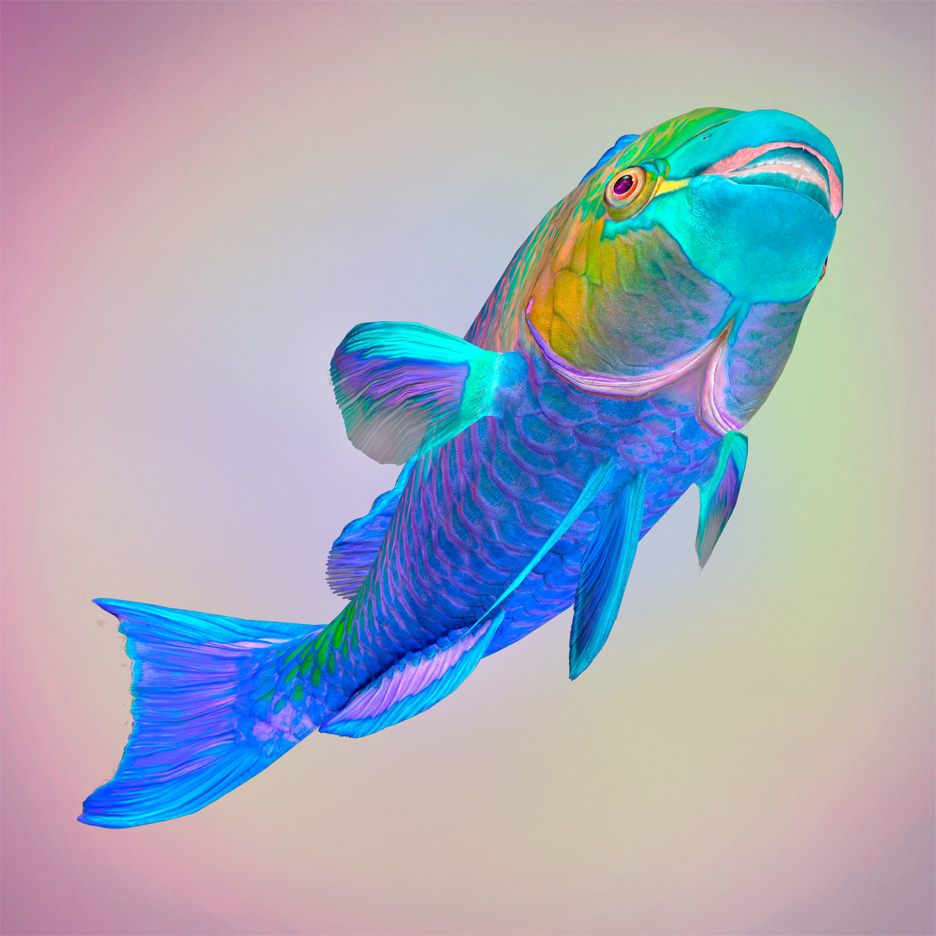 Fish Parrotfish Low-poly 3D model_3