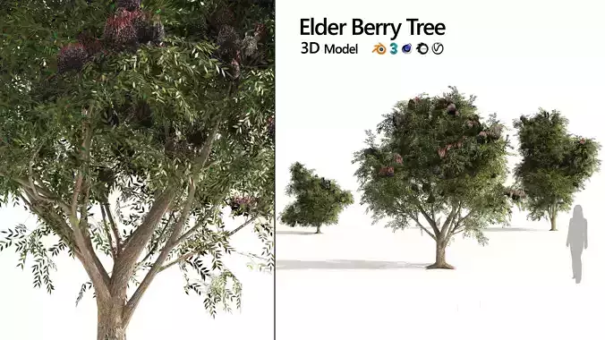 3 Elder Berry Fruit Trees Low-poly 3D model