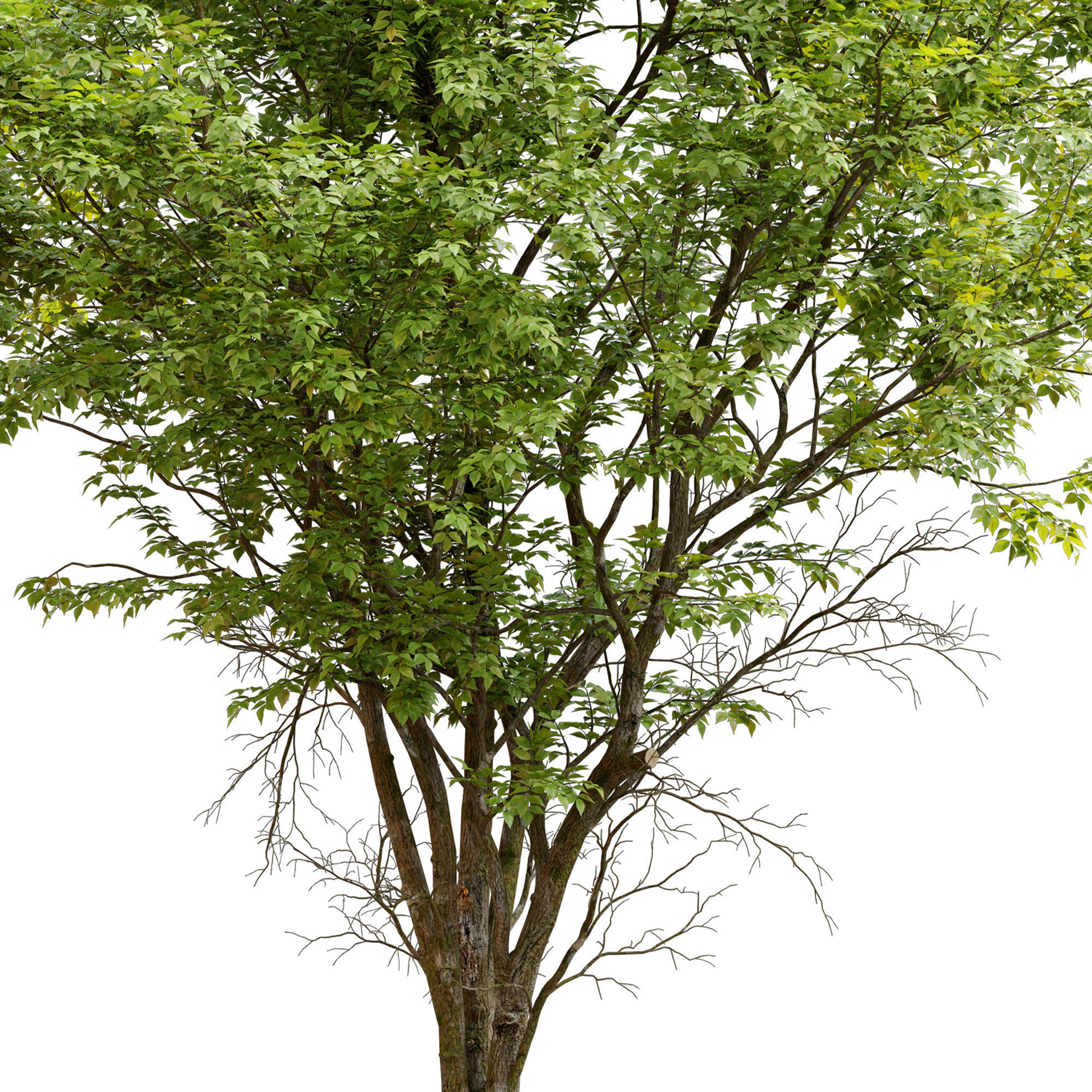 Ulmus hollandica 2 3D model_4