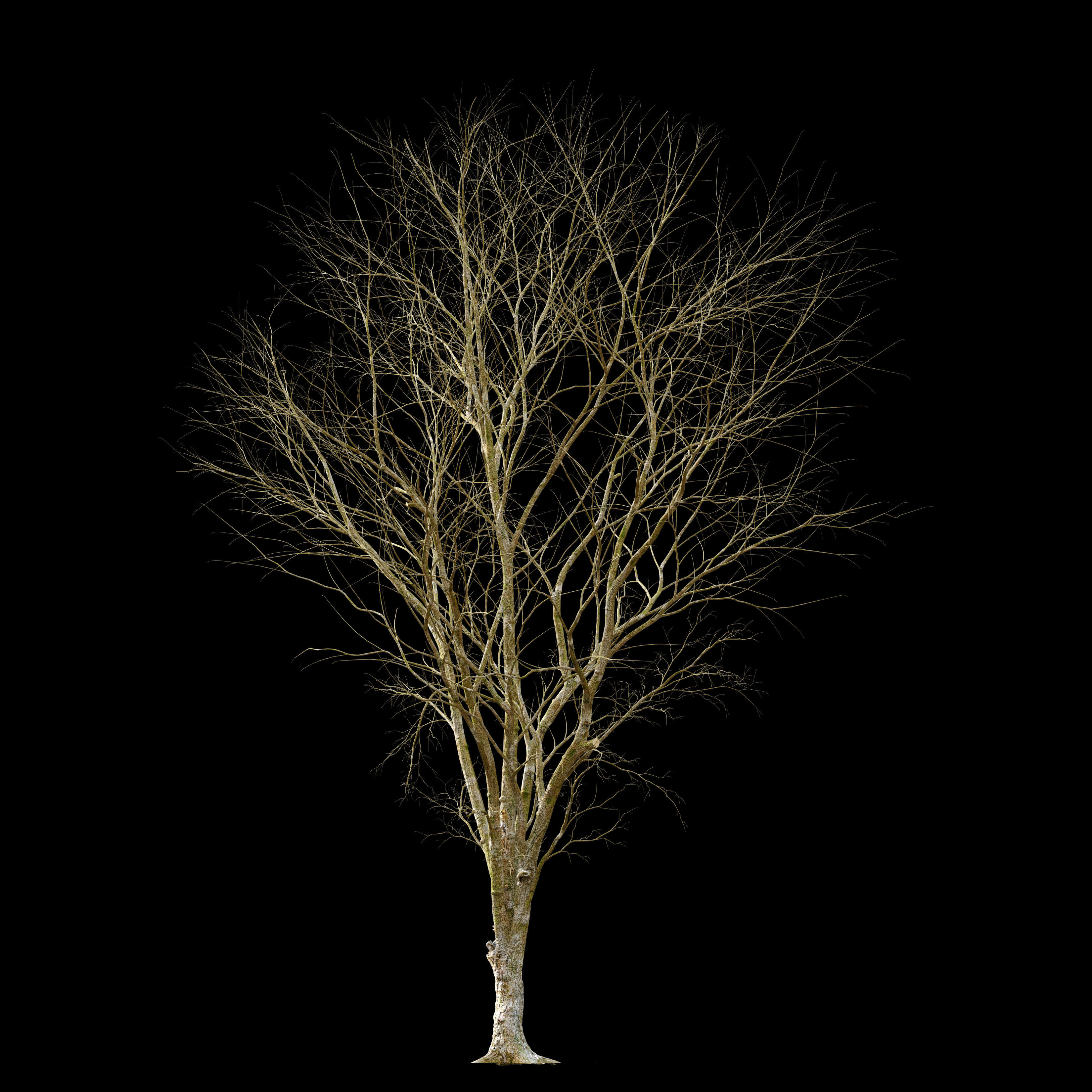 Ulmus hollandica 2 3D model_3