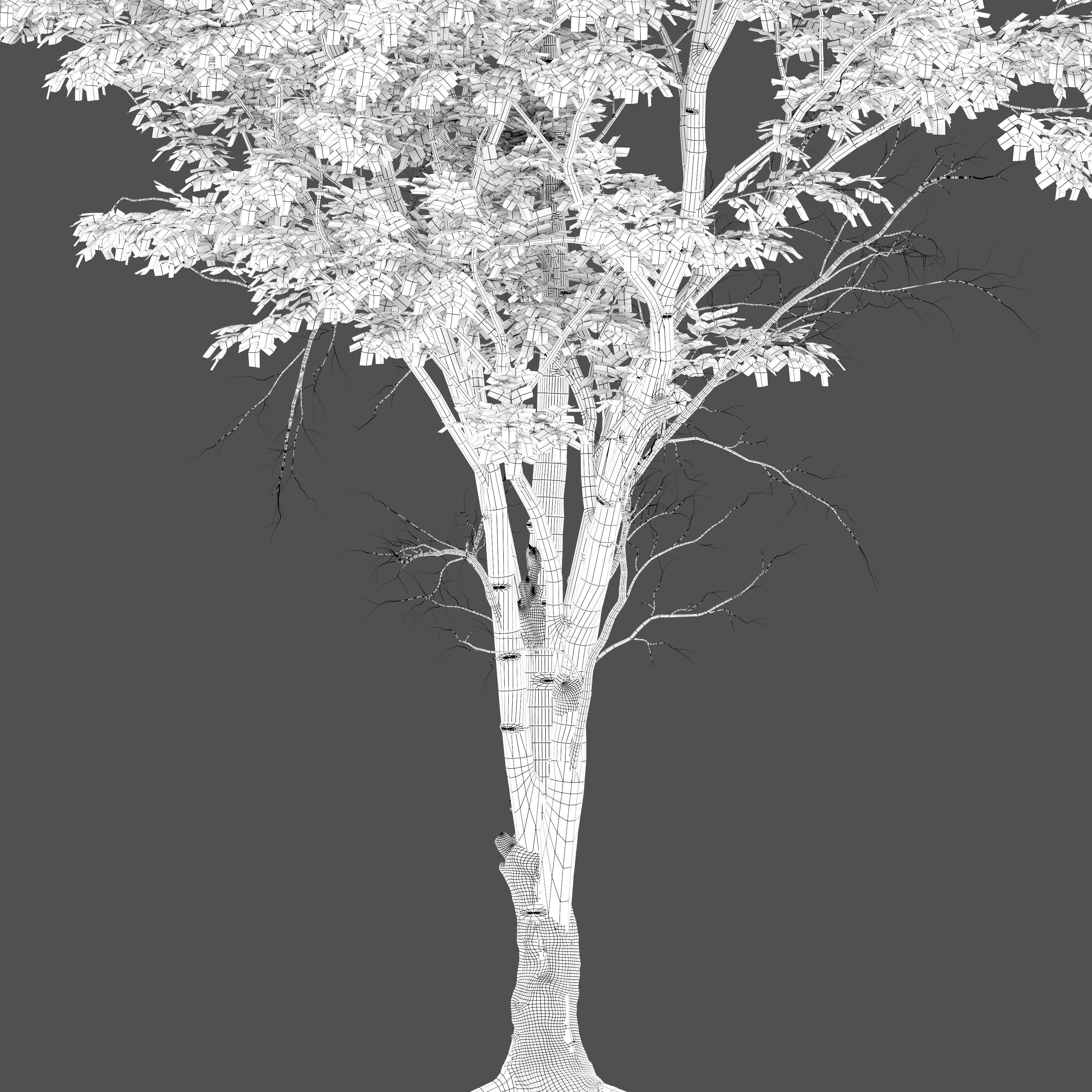 Ulmus hollandica 2 3D model_6