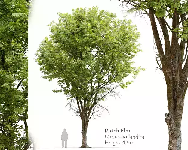 Ulmus hollandica 2 3D model