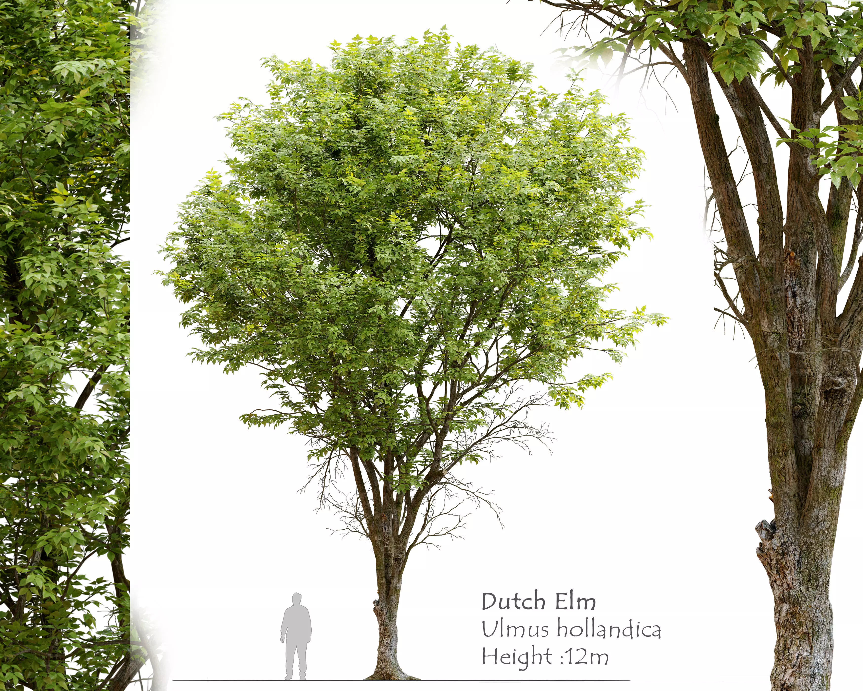 Ulmus hollandica 2 3D model_0