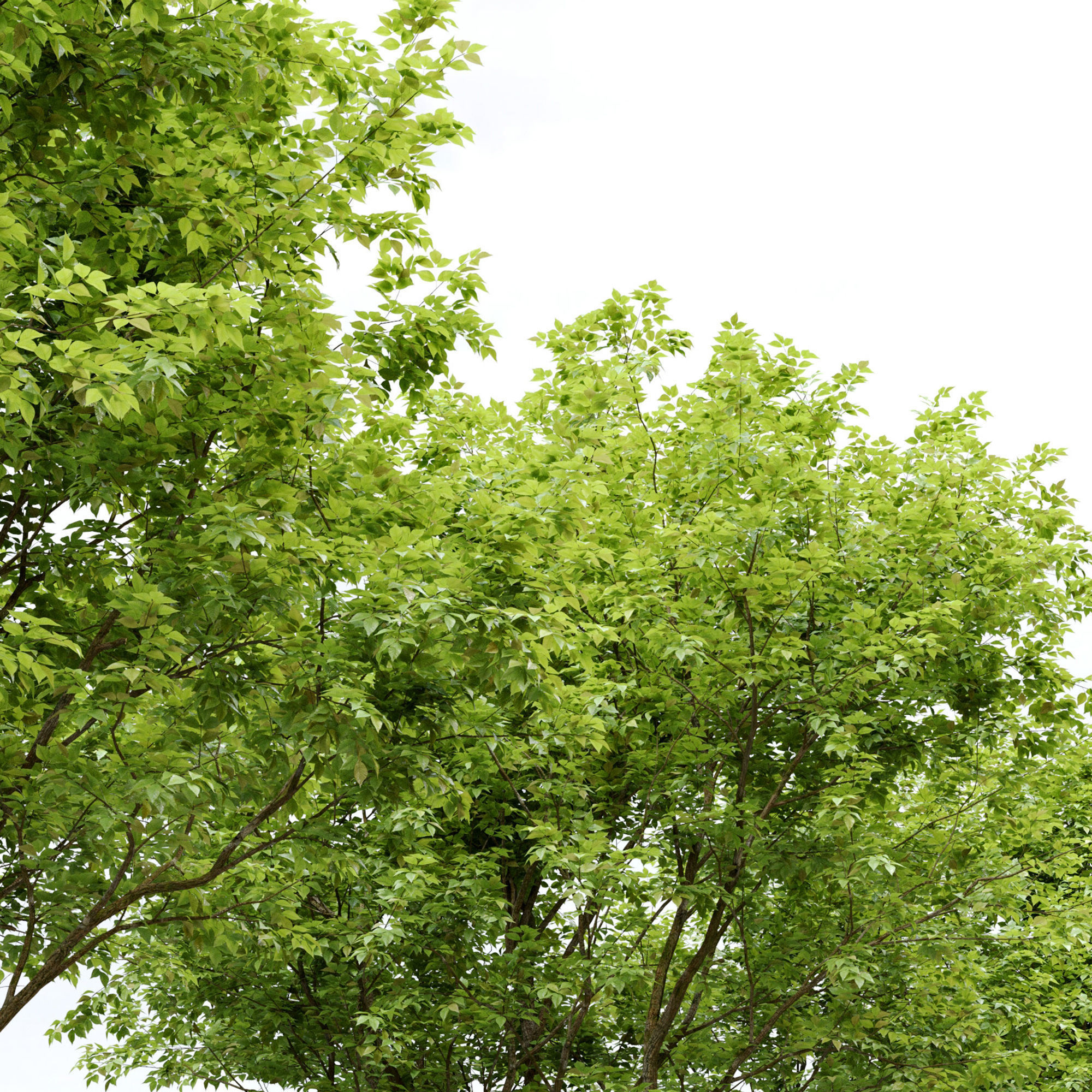 Ulmus hollandica 2 3D model_5