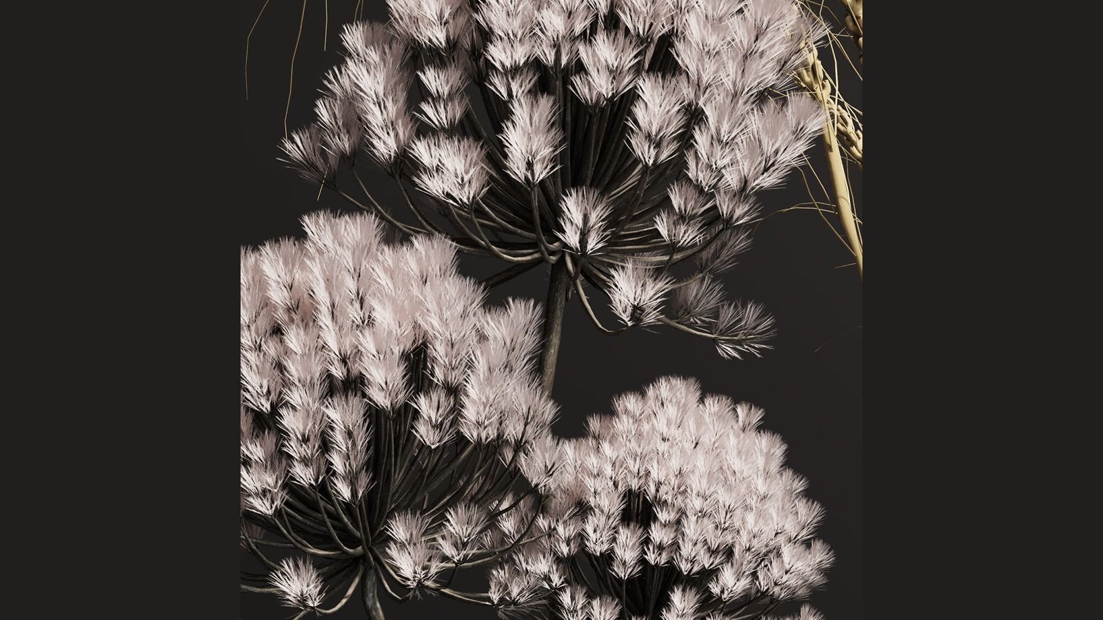 PAMPASS SET 01 3D model_3