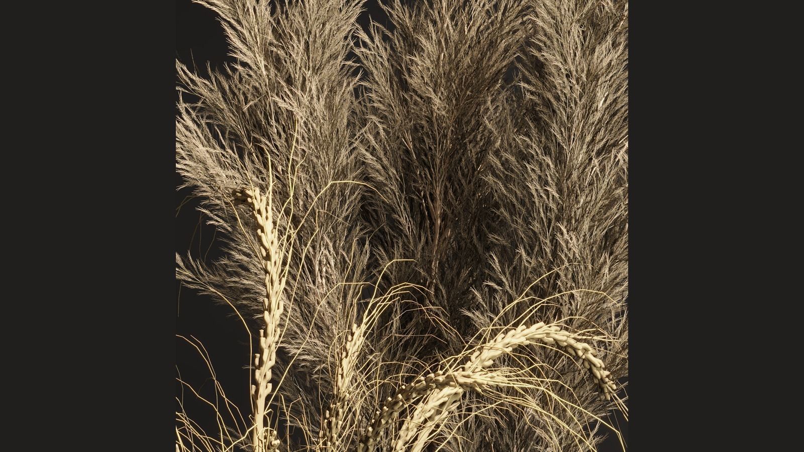 PAMPASS SET 01 3D model_4