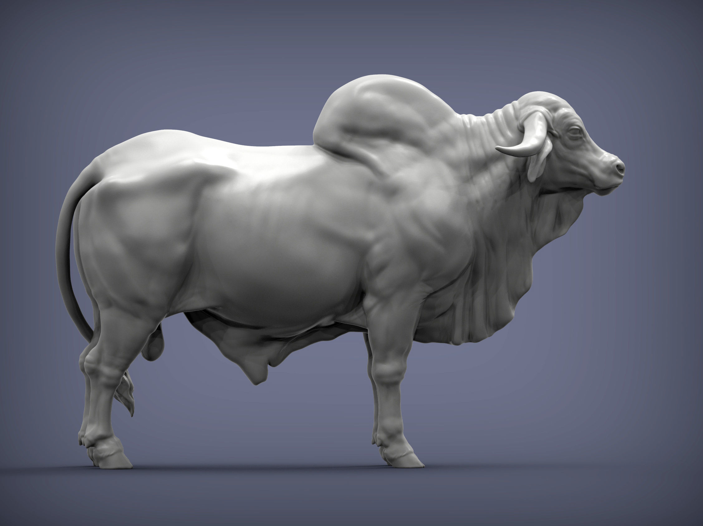 Gyr Bull 3D print model_2