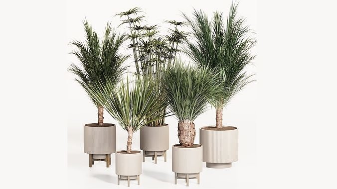 PALM PLANT SET 3D model
