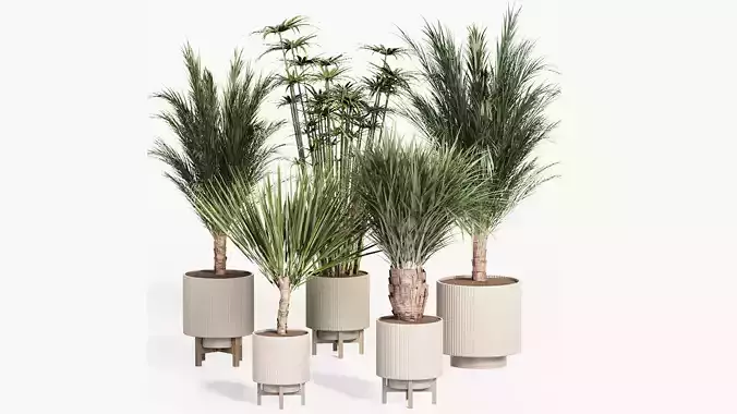 PALM PLANT SET