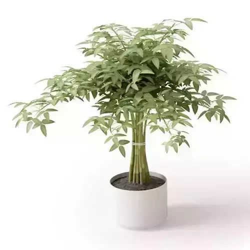 Green Plant With Long Stems In White Vase