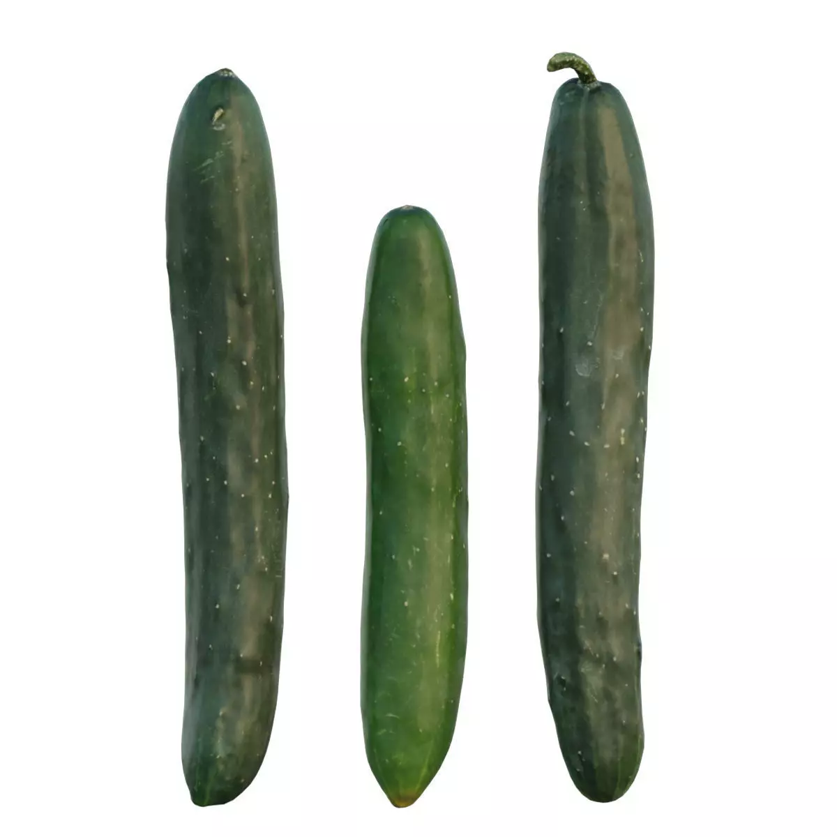 Japanese Cucumber 3D model_0