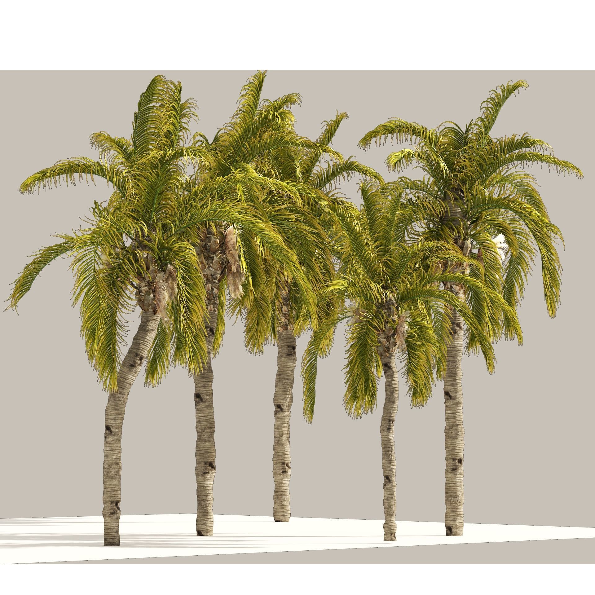 5 Queen Palm Trees 3D model_7