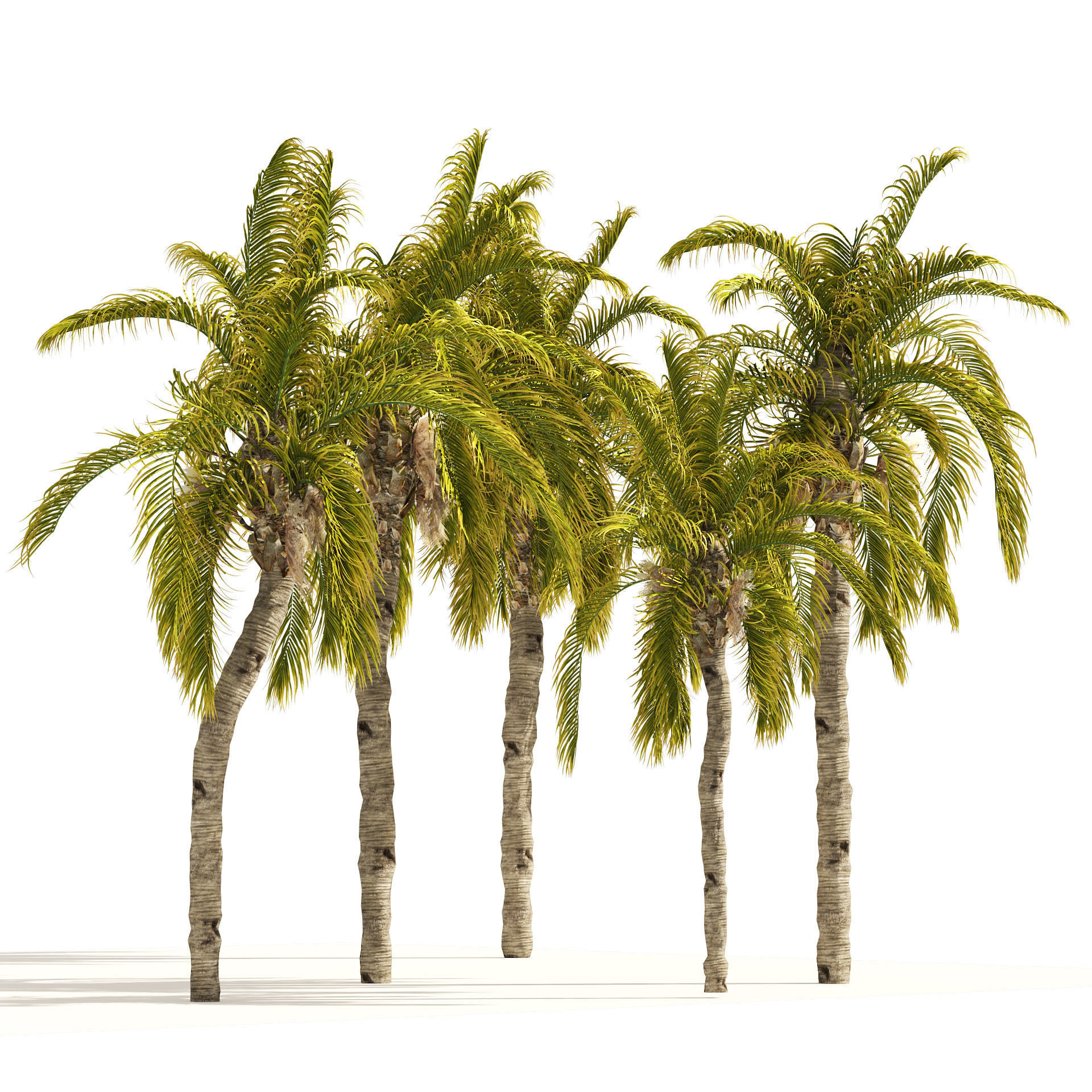 5 Queen Palm Trees 3D model_4