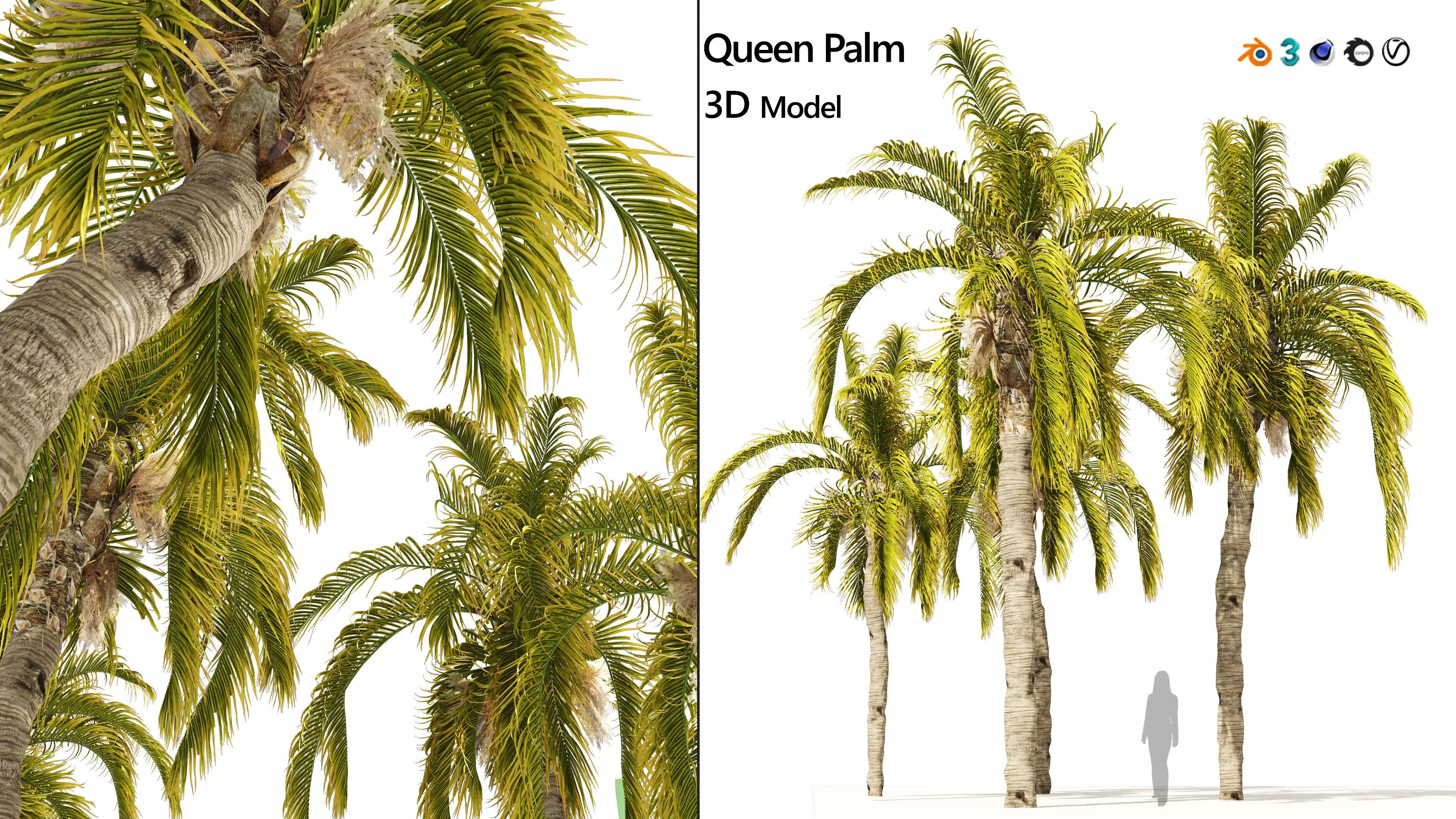 5 Queen Palm Trees 3D model_0