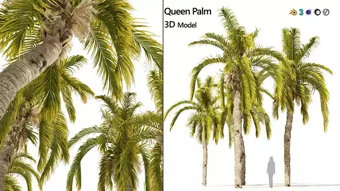 5 Queen Palm Trees 3D model