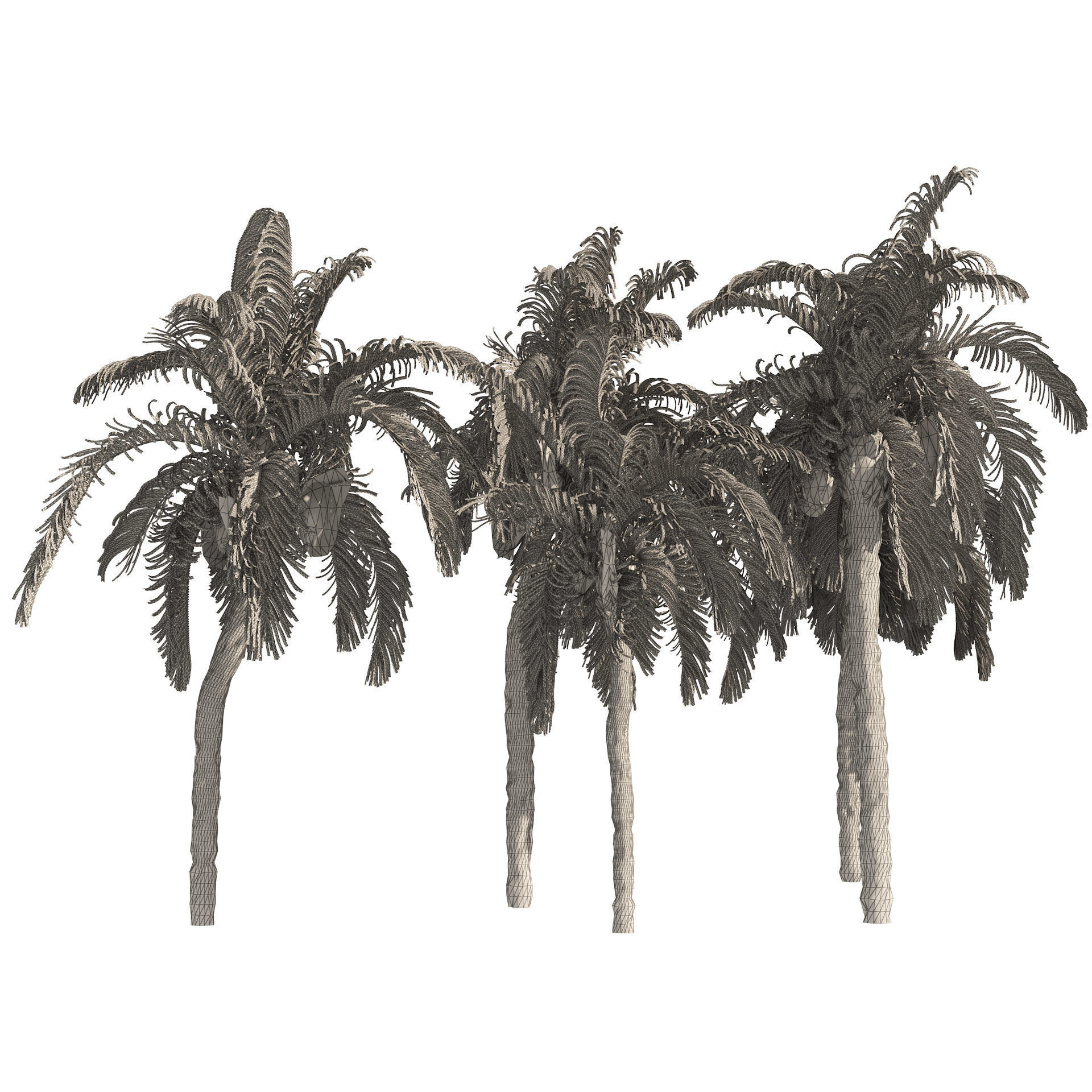 5 Queen Palm Trees 3D model_6