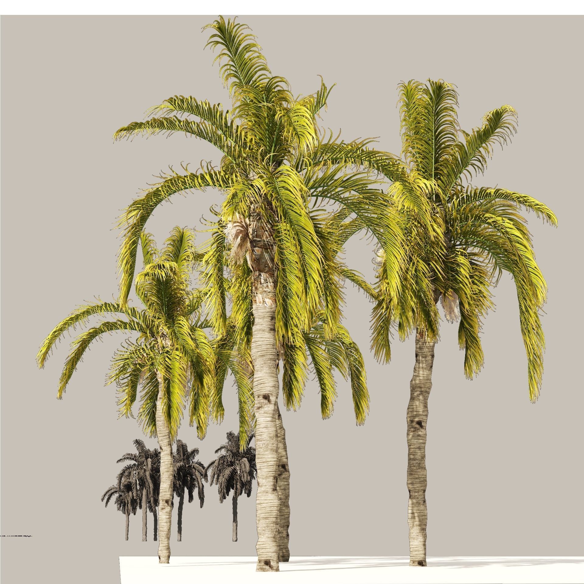 5 Queen Palm Trees 3D model_8