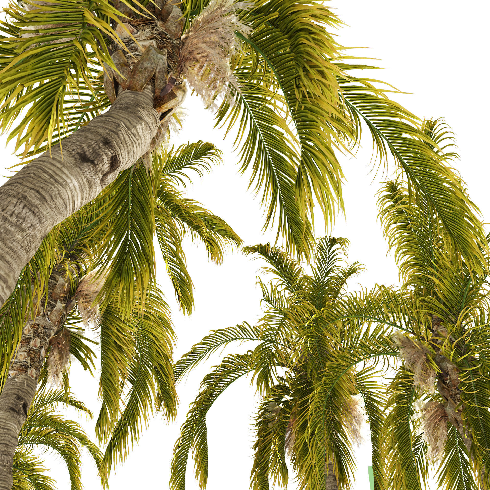 5 Queen Palm Trees 3D model_1