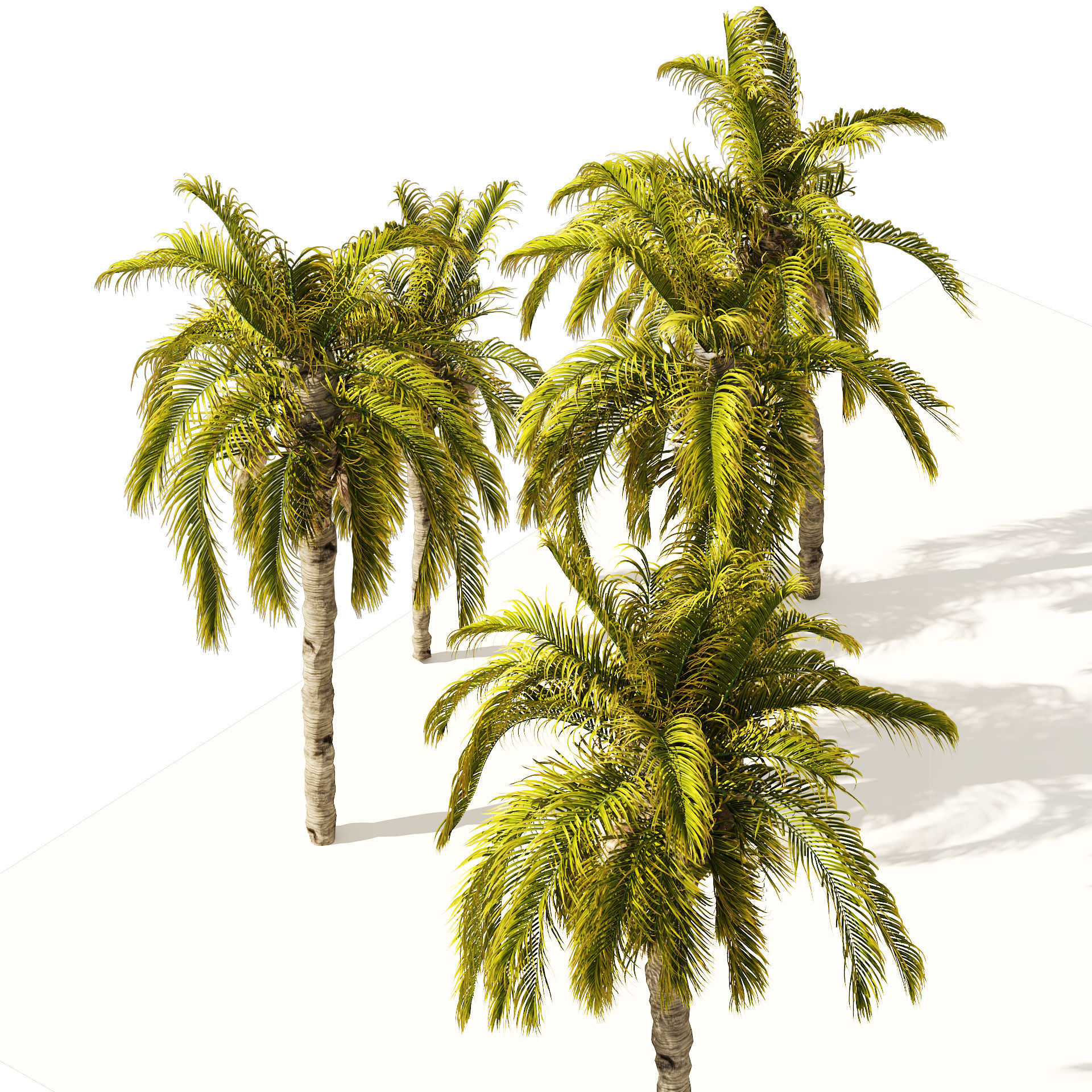 5 Queen Palm Trees 3D model_2
