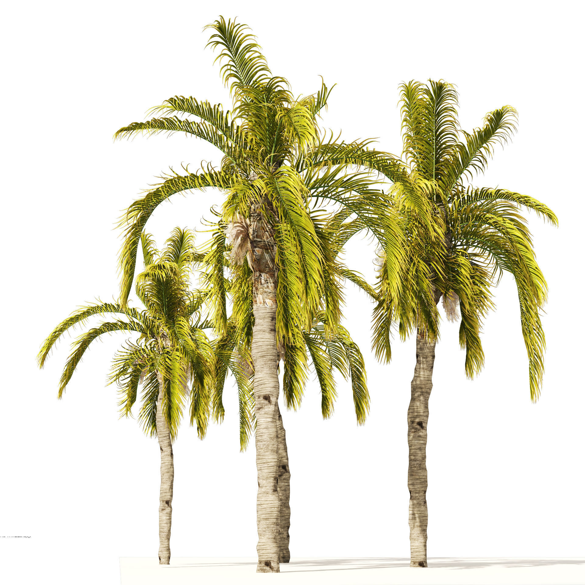 5 Queen Palm Trees 3D model_3