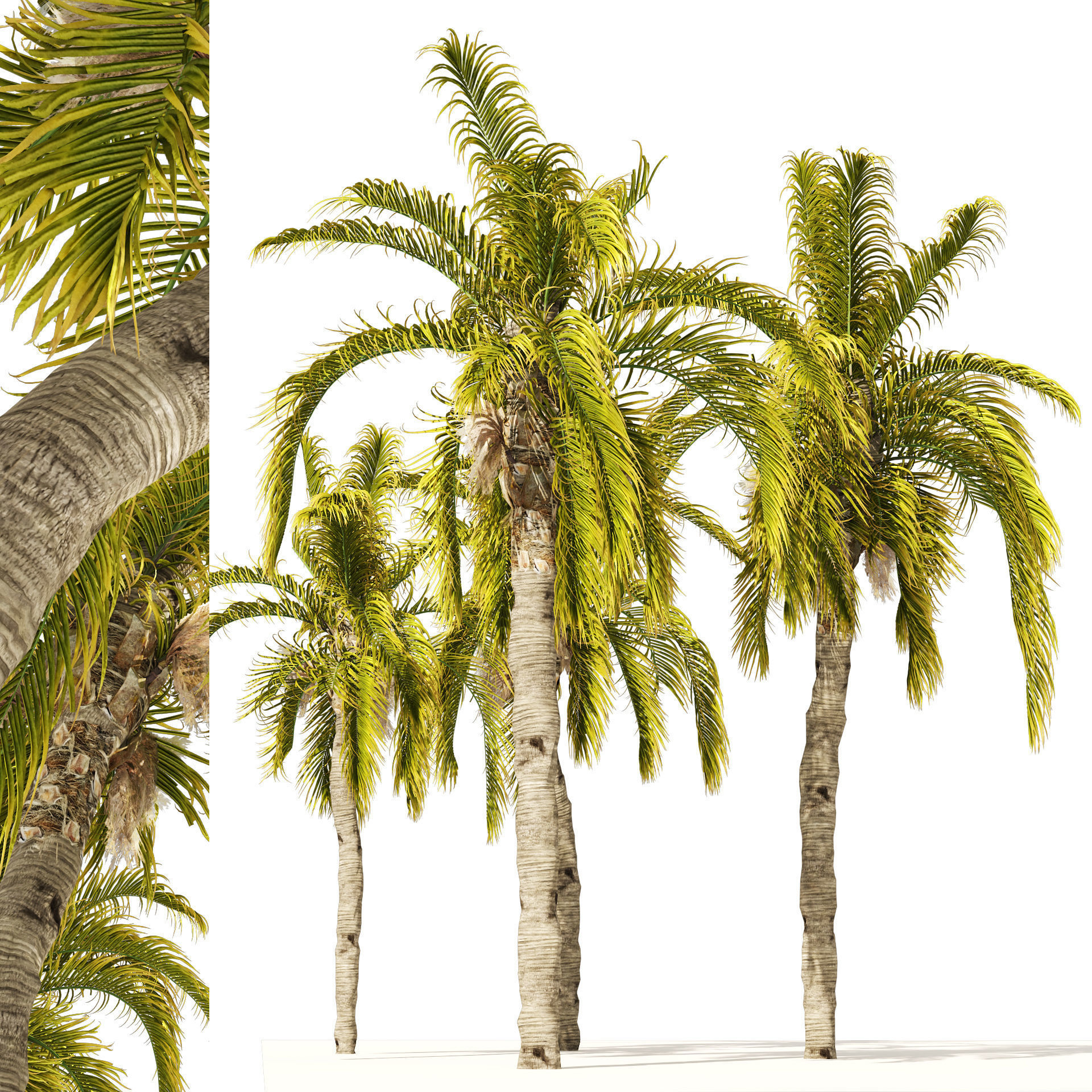 5 Queen Palm Trees 3D model_5